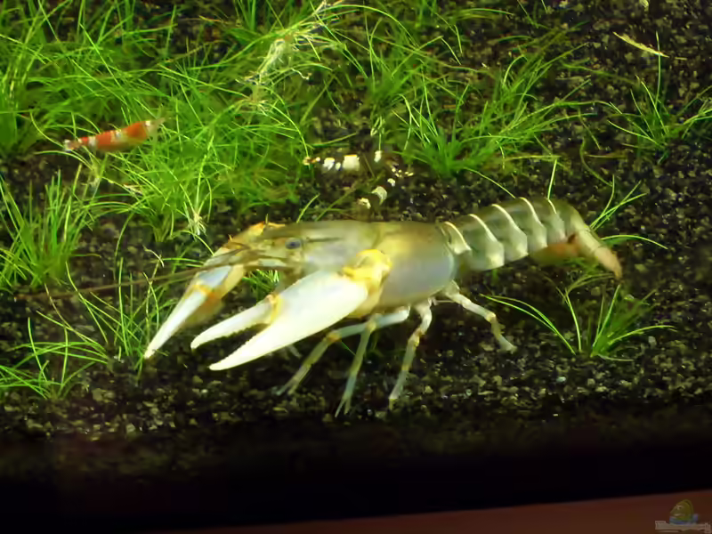 Aquarien mit Cherax peknyi (Tigerkrebs)