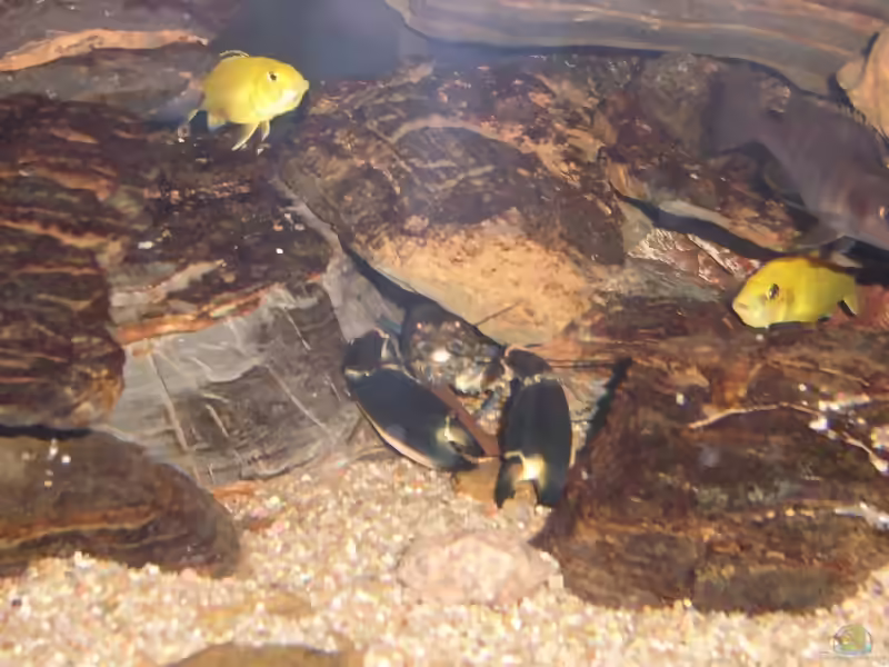 Aquarien mit Cherax sp. "Blue Moon" (Dunkelblauer Krebs)