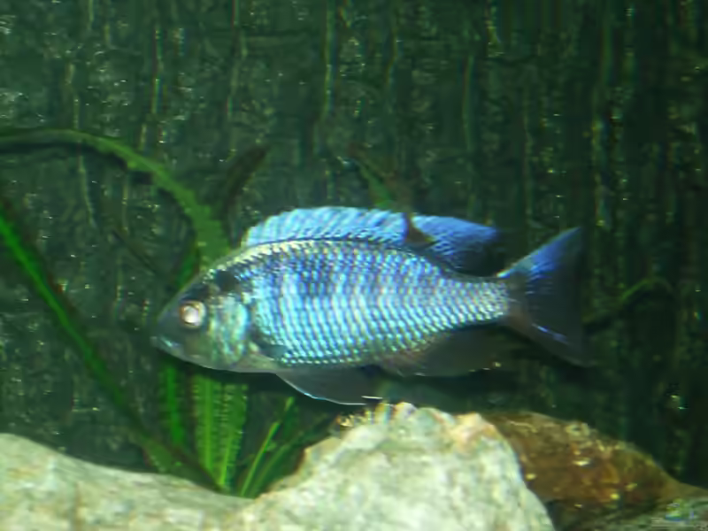 Aquarien mit Copadichromis chrysonotus