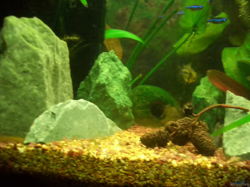 Aquarien mit Corydoras davidsandsi (Einrichtungsbeispiele mit Sands Panzerwels)