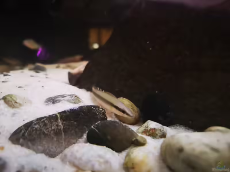 Aquarien mit Crenicichla regani