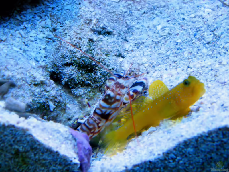 Aquarien mit Cryptocentrus cinctus (Zitronen-Wächtergrundel)