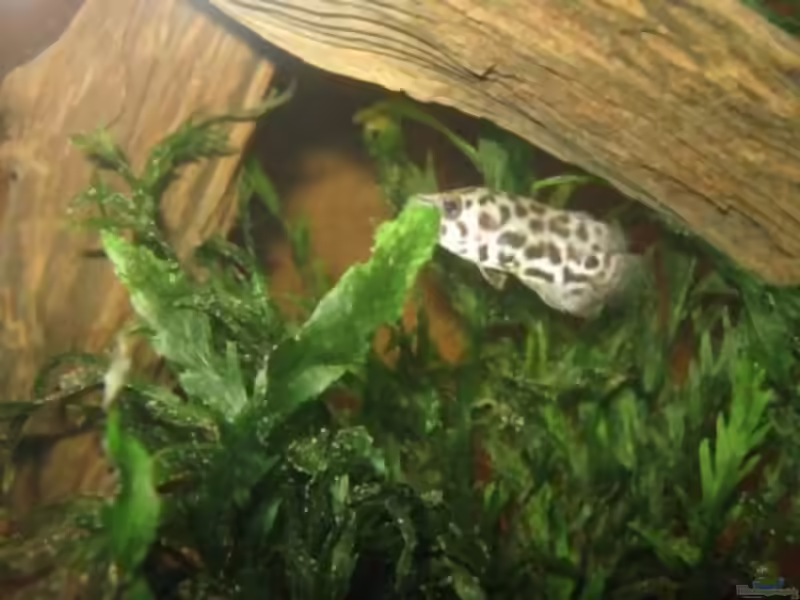 Aquarien mit Ctenopoma acutirostre (Leopardbuschfisch)