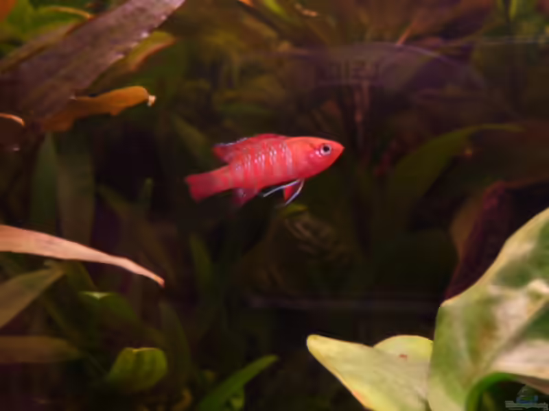 Aquarien mit Dario dario (Einrichtungsbeispiele für Scarlet-Blaubarsche)