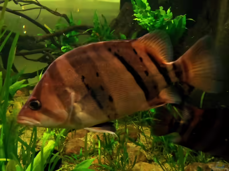Aquarien mit Datnioides pulcher (Siamesischer Tigerbarsch)