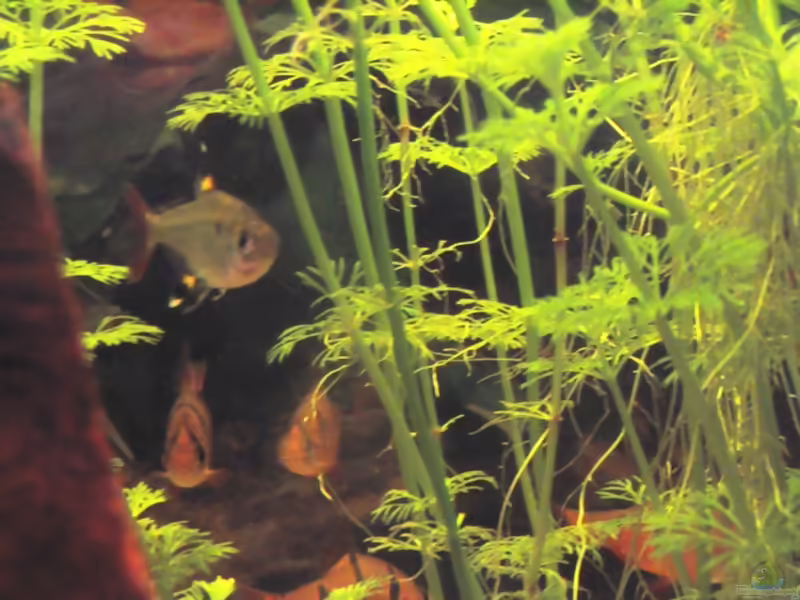 Aquarien mit Desmopuntius pentazona (Fünfgürtelbarbe)