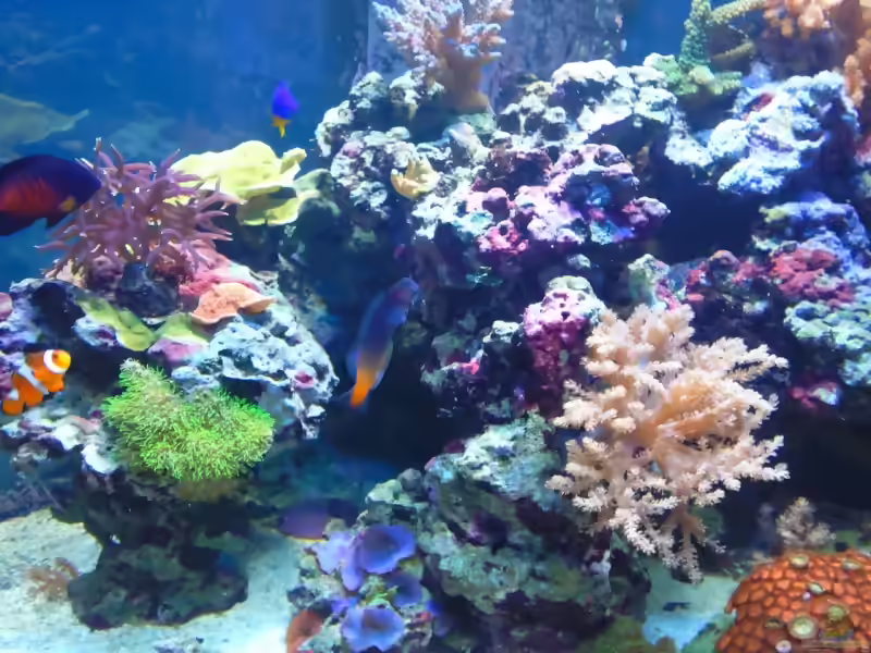 Aquarien mit Ecsenius bicolor (zweifarbiger Schleimfisch)