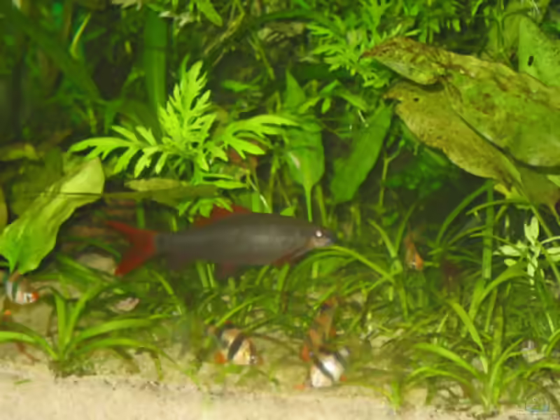Aquarien mit Epalzeorhynchos frenatum (Grüner Fransenlipper)