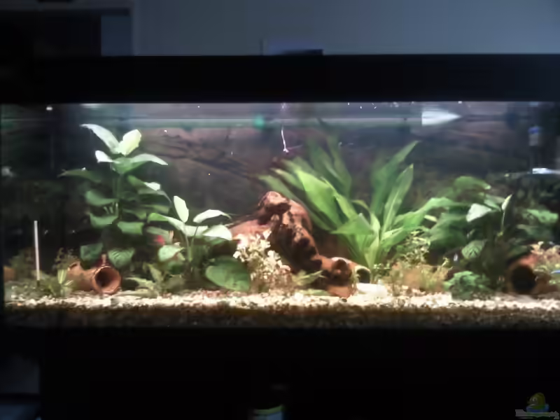 Aquarien mit Fotorückwand als Deko (Rückwandfolie)
