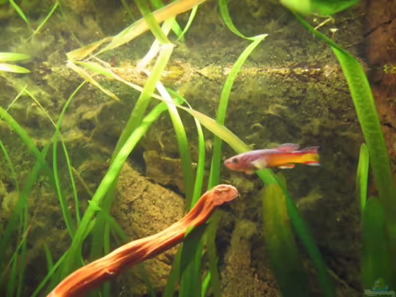Aquarien mit Fundulopanchax amieti (Amiets Prachtkärpfling)