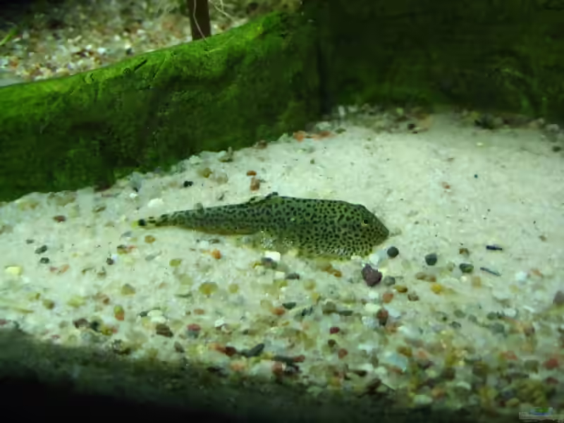 Aquarien mit Gastromyzon punctulatus (Punktierter Flossensauger)