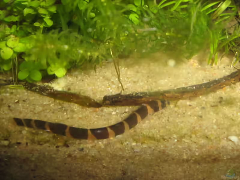 Aquarien mit Gefleckten Dornaugen (Pangio kuhlii)