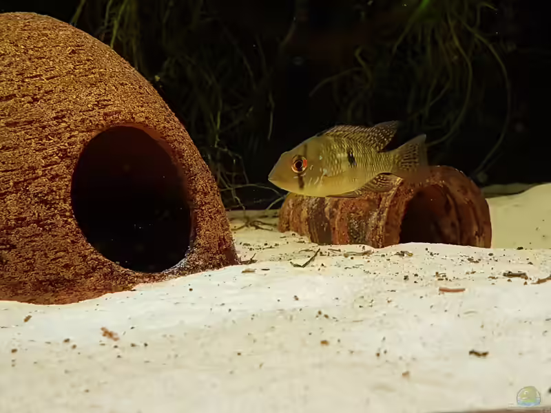 Aquarien mit Geophagus brasiliensis (Perlmuttfisch)