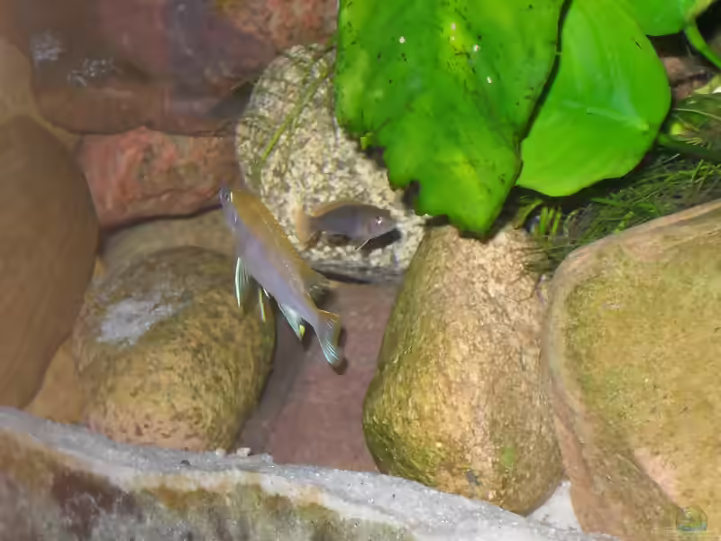 Aquarien mit Gephyrochromis moorii