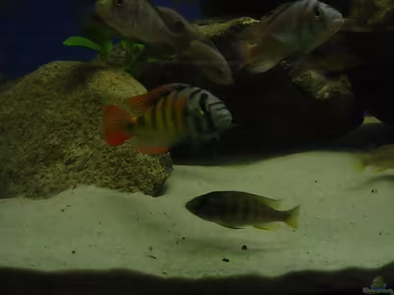 Aquarien mit Haplochromis sp. thick skin (CH44)