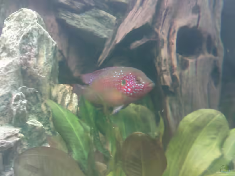 Aquarien mit Hemichromis bimaculatus (Roter Buntbarsch)