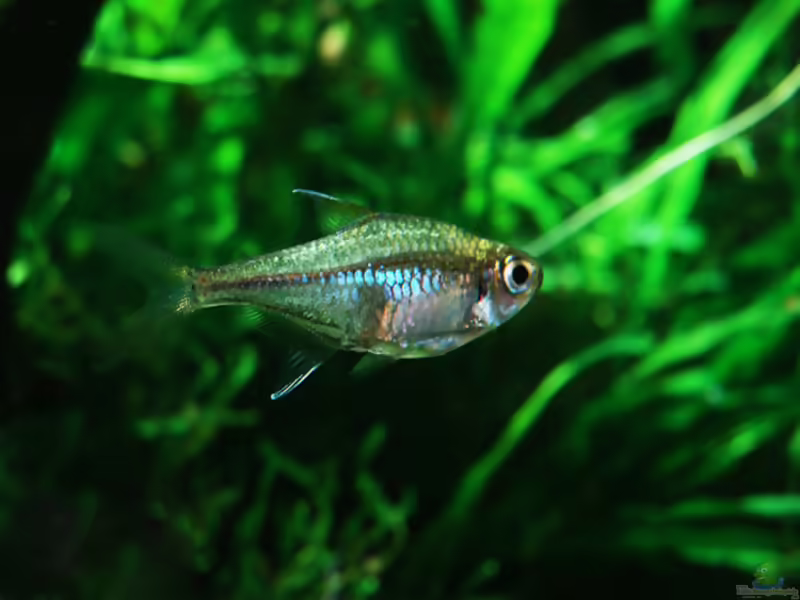 Aquarien mit Hemigrammus rodwayi (Goldtetra)