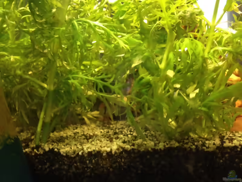 Aquarien mit Hygrophila-Arten (Wasserfreund, Wasserwedel)