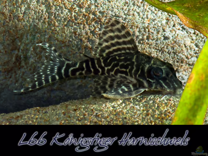 Aquarien mit Hypancistrus sp. "L 66" (Einrichtungsbeispiele für Königstiger-Harnischwels)