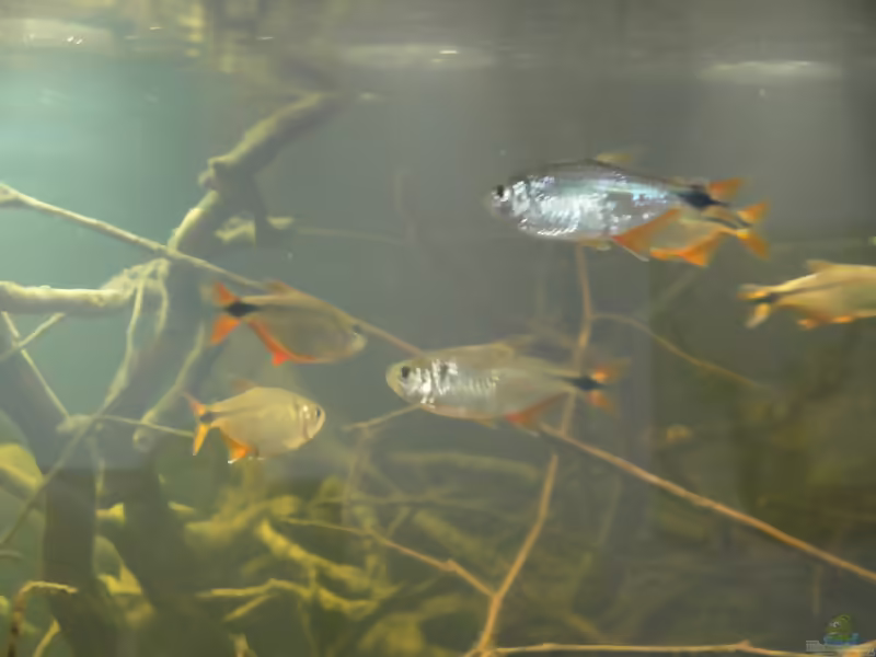 Aquarien mit Hyphessobrycon anisitsi (Rautenflecksalmler)