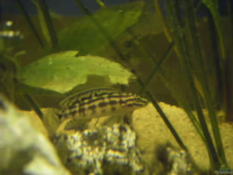 Aquarien mit Julidochromis marlieri (Schachbrett-Schlankcichlide)