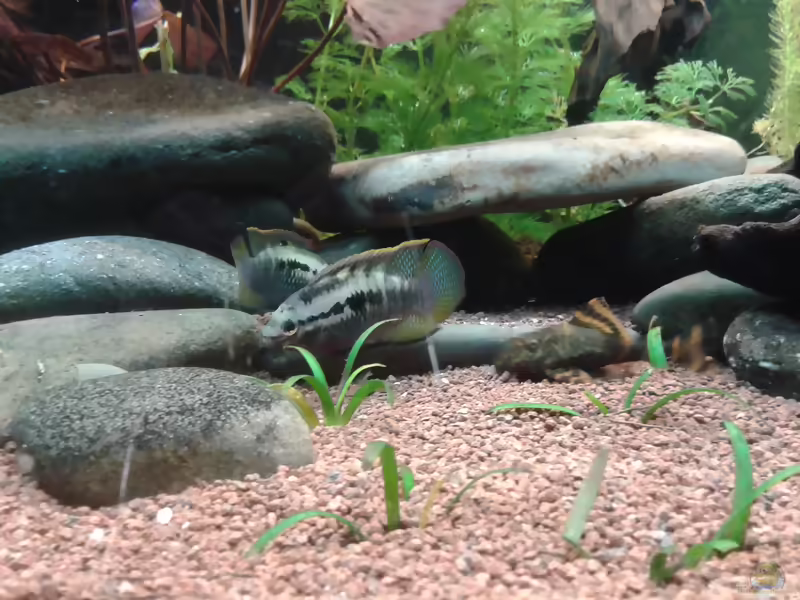 Aquarien mit Laetacara curviceps (Tüpfelbuntbarsch)