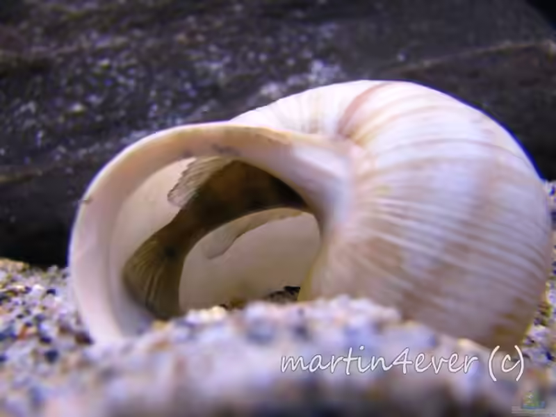 Aquarien mit Lepidiolamprologus boulengeri (Boulengers Schneckenbuntbarsch)