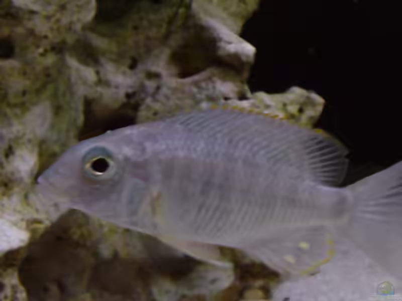 Aquarien mit Lethrinops longipinnis