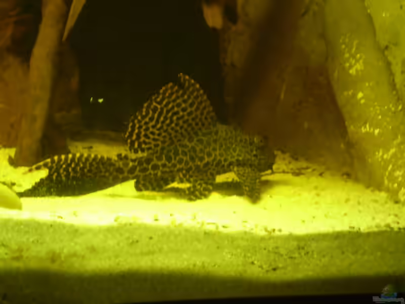 Aquarien mit Liposarcus cf. pardalis (L 21)