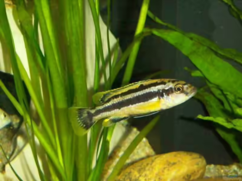 Aquarien mit Melanochromis chipokae (Einrichtungsbeispiele für Chipokae-Maulbrüter)