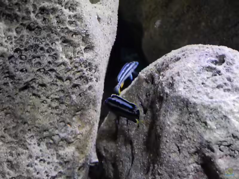 Aquarien mit Melanochromis kaskazini (Northern blue)