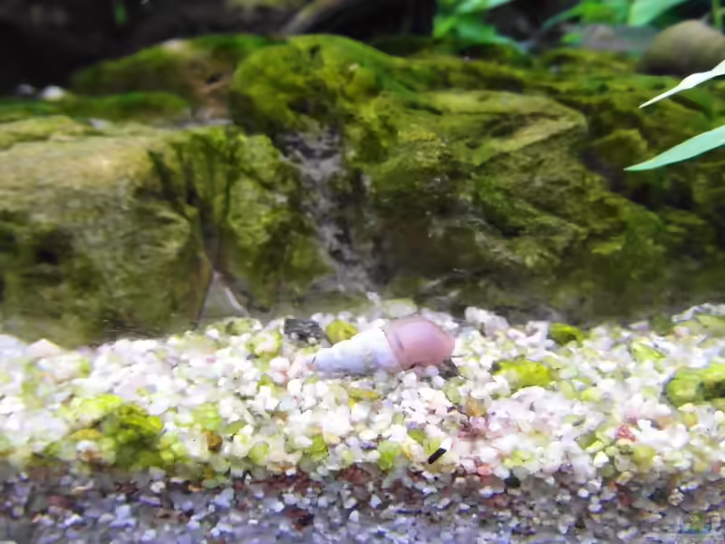Aquarien mit Melanoides tuberculata (Malaiische Turmdeckelschnecke)
