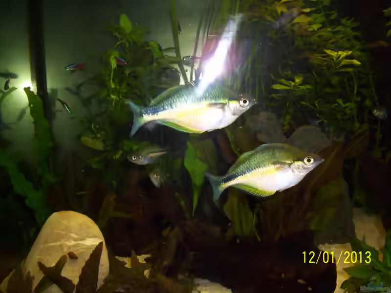 Aquarien mit Melanotaenia lacustris (Aquamarin-Regenbogenfisch)