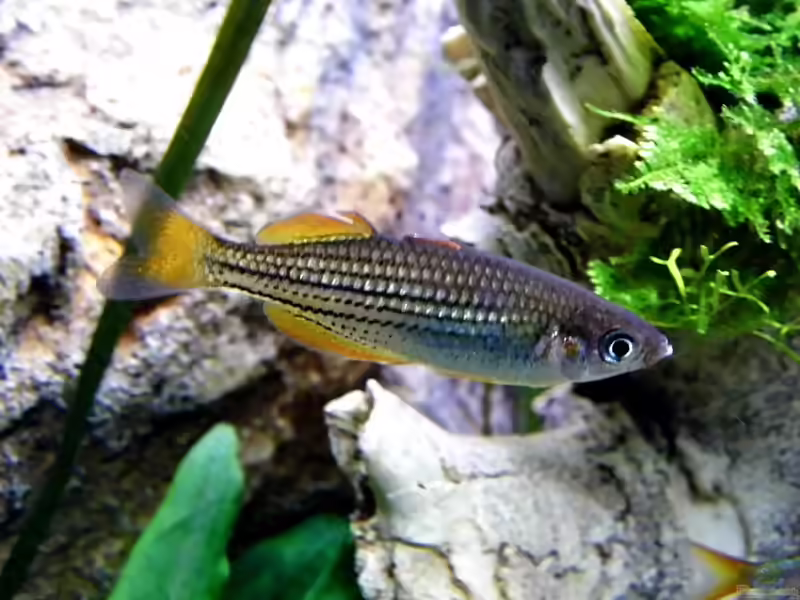 Aquarien mit Melanotaenia maccullochi (Zwergregenbogenfisch)