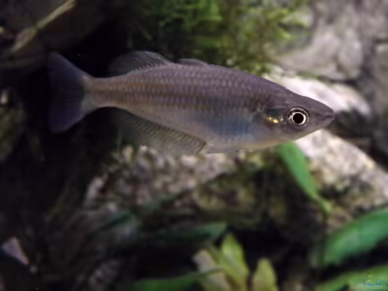 Aquarien mit Melanotaenia parkinsoni (Einrichtungsbeispiele für Parkinsons Regenbogenfisch)