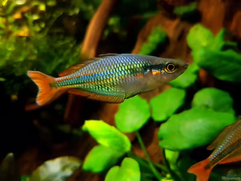 Aquarien mit Melanotaenia picta (Einrichtungsbeispiele für Melanotaenia sp. Aru II)
