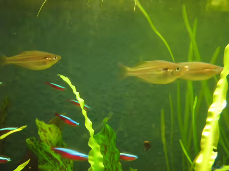 Aquarien mit Melanotaenia sexlineata (Sechslinien-Regenbogenfisch)