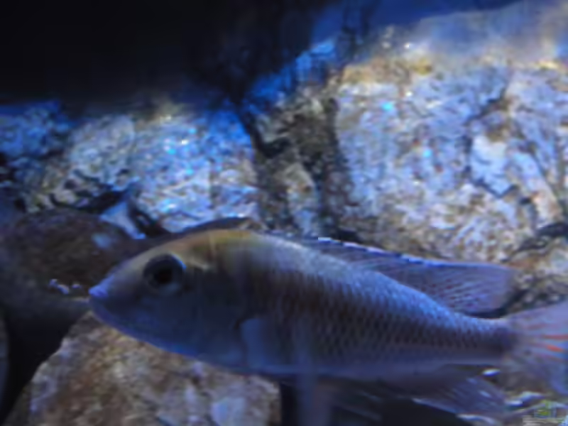 Aquarien mit Mylochromis plagiotaenia