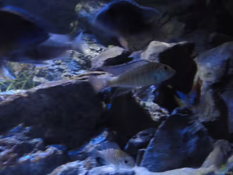 Aquarien mit Mylochromis plagiotaenia