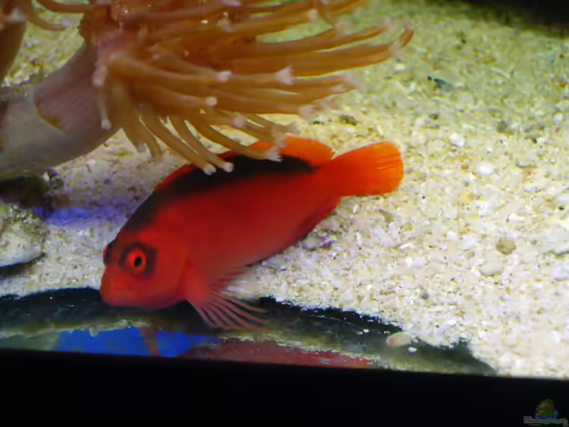 Aquarien mit Neocirrhites armatus (Feuer-Korallenwächter)