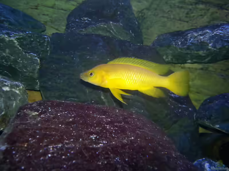 Aquarien mit Neolamprologus longior (Langgestreckter Tanganjika-Goldcichlide)