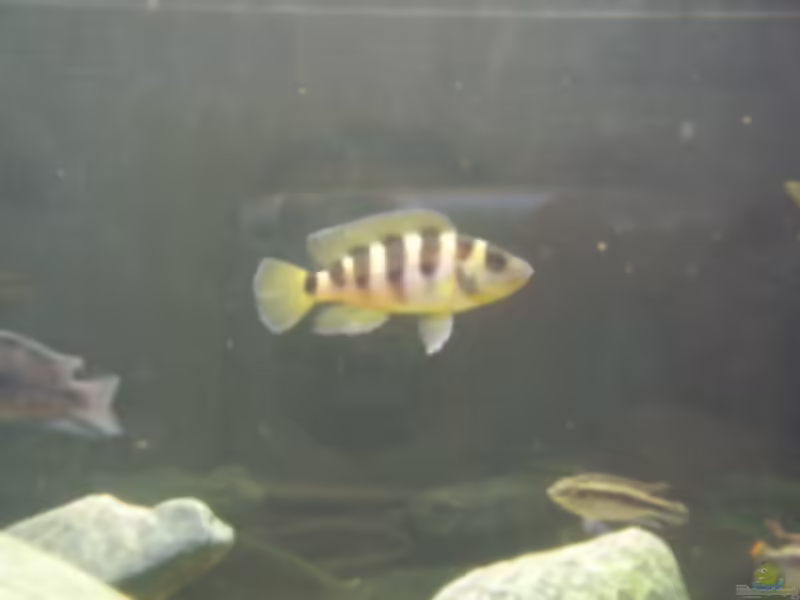 Aquarien mit Neolamprologus sexfasciatus (Sechsstreifen-Lamprologus)