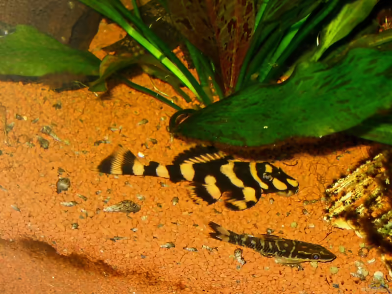 Aquarien mit Otocinclus cocama (Zebra-Otocinclus)