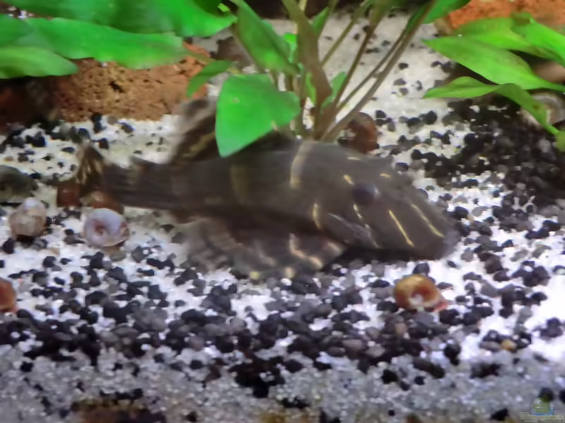 Aquarien mit Panaqolus albivermis (Einrichtungsbeispiele für Ringelsocken-Harnischwels)
