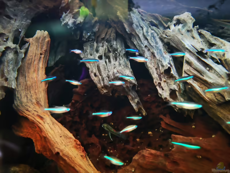 Aquarien mit Paracheirodon simulans (Blauer Neon)