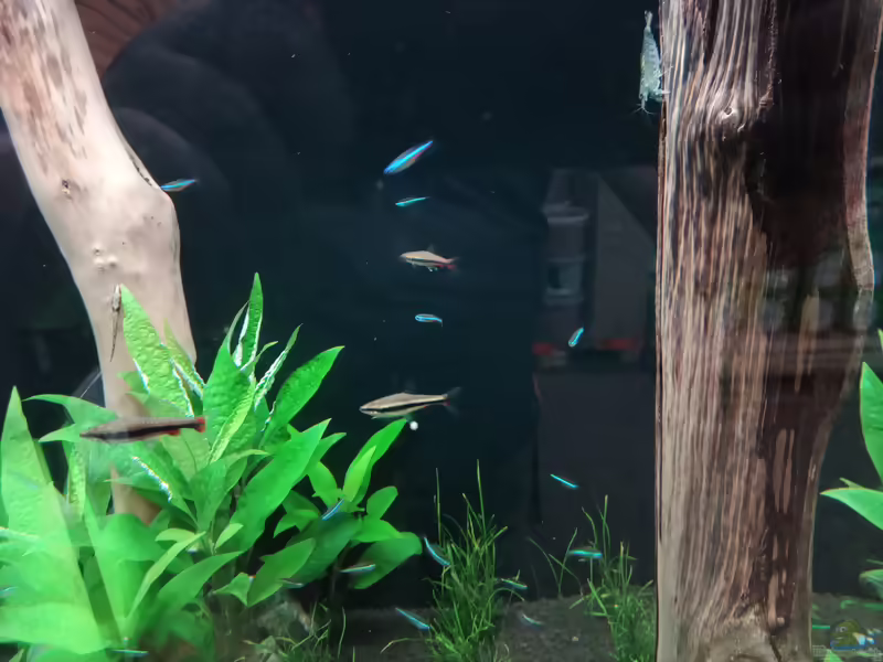 Aquarien mit Paracheirodon simulans (Blauer Neon)
