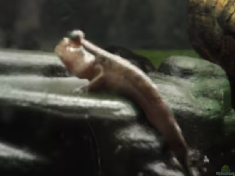 Aquarien mit Periophthalmus barbarus (Afrikanischer Schlammspringer)