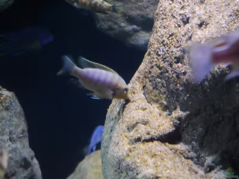 Aquarien mit Petrotilapia sp. "chitande"