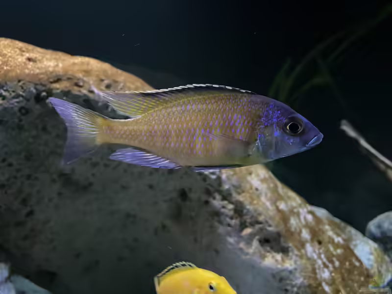 Aquarien mit Placidochromis mbamba bay
