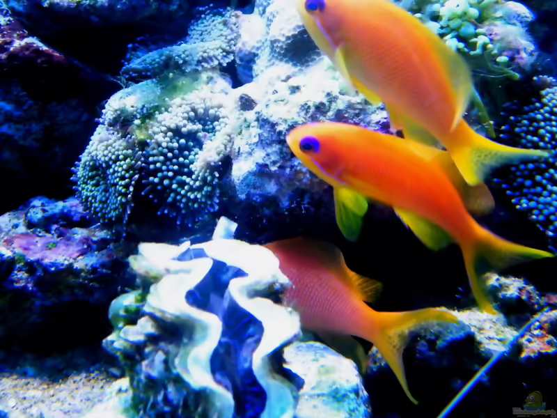 Aquarien mit Pseudanthias squamipinnis (Juwelen Fahnenbarsch)
